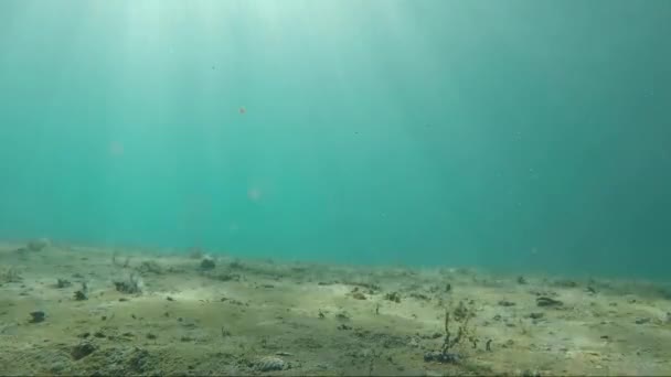 Flacher Meeresboden Mit Sonnenlicht Florida — Stockvideo