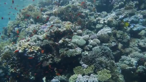 Pescado Colorido Arrecife Coral — Vídeo de stock