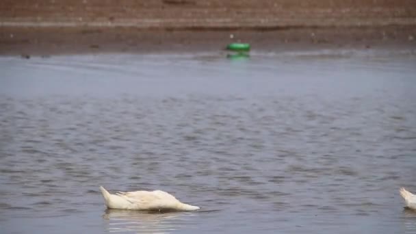 Дикие Утки Поисках Пищи Озере Положив Голову Воду — стоковое видео