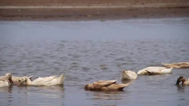 Дикие Утки Поисках Пищи Озере Положив Голову Воду — стоковое видео