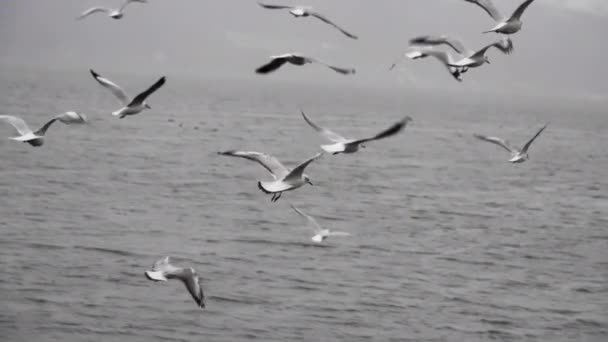 Птицы Медленным Движением Озере Дали Китай — стоковое видео
