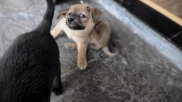 Cachorros Cachorro Chinês Câmera Lenta — Vídeo de Stock