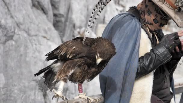 Slow Motion Falcon Bij Jade Dragon Snow Mountain Yunnan China — Stockvideo