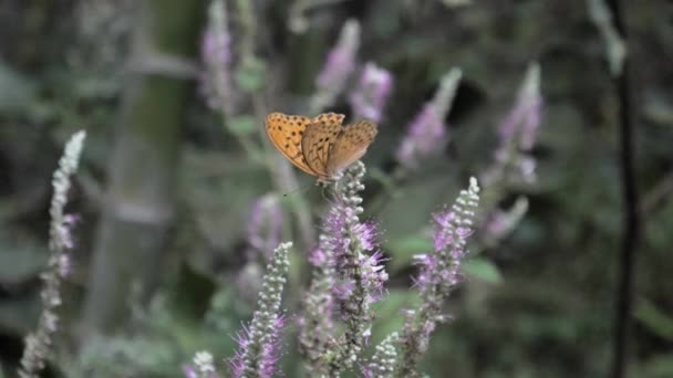 Mariposa Colorida China Cámara Lenta — Vídeos de Stock