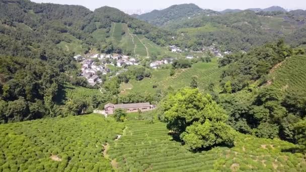Longjing Tea Plantation Hangzhou Kina — Stockvideo