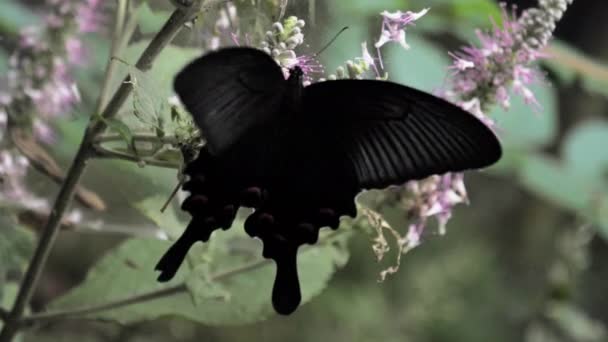 Lassú Mozgás Kínai Fekete Pillangó Virág — Stock videók