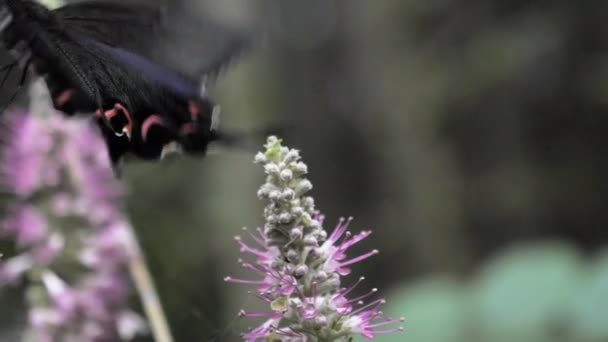 Slow Motion Negro Enorme Mariposa — Vídeo de stock