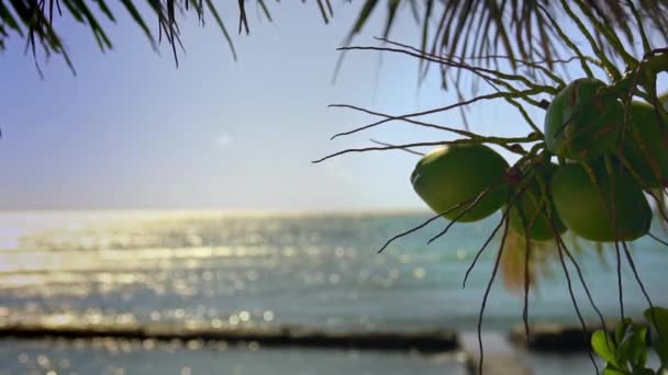 Cuentas Verdes Colgando Palmera Frente Océano — Vídeo de stock