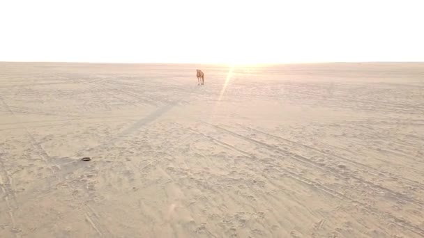 Kamel Der Leeren Arabischen Wüste — Stockvideo