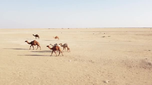 Stado Wielbłądów Spacerujących Pustyni — Wideo stockowe