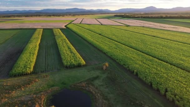 Drohnenaufnahmen Von Zuckerrohrfeldern North Queeensland Bei Sonnenuntergang — Stockvideo