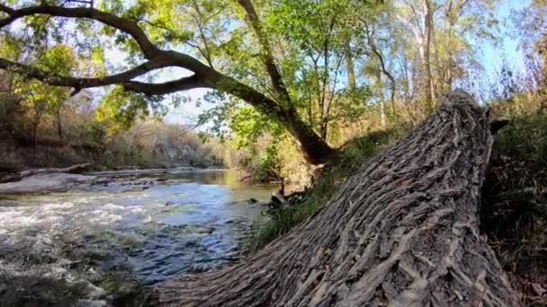 Panorámica Izquierda Más Allá Gran Tronco Caído Hacia Gran Árbol — Vídeos de Stock