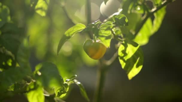 Pimenta Chili Amarela Crescendo Planta Livre Close — Vídeo de Stock