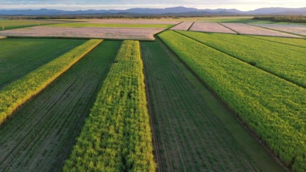 Drone Optagelser Sukkerrør Gields North Queeensland Ved Solnedgang – Stock-video