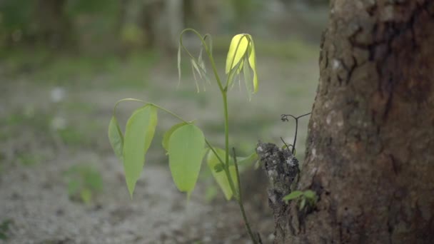 成熟した木の基部で成長する赤ん坊の木の植物は 日没の光を捉えます — ストック動画