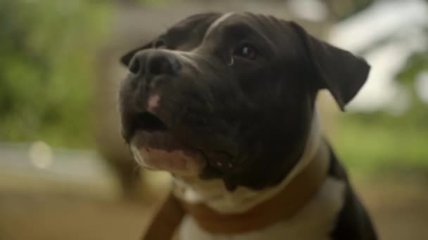 American Bully Hond Blaffen Close Slow Motion Van Hond Hoofd — Stockvideo