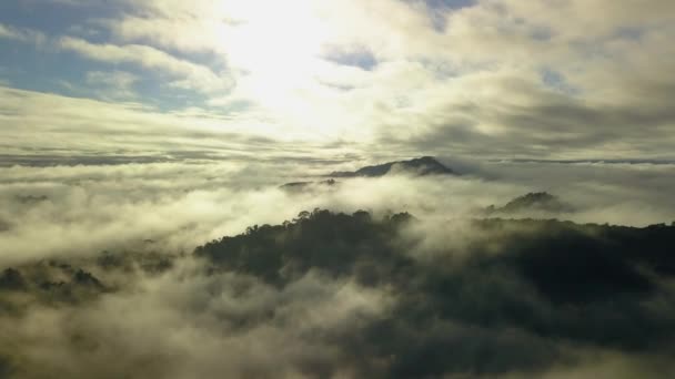 Aerial Shot Jungle Canopy Rising Humid Misty Clouds Beautiful Skyscape — Stock Video