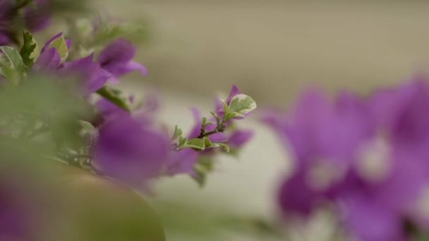 風に吹いてブーゲンビリア紫色の花 美しい観賞植物 — ストック動画