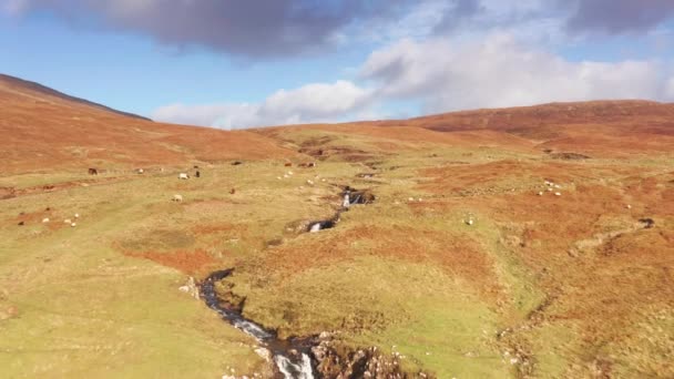 Drone Aéreo Sobrevoa Uma Cachoeira Com Vacas Fada Glen Skye — Vídeo de Stock