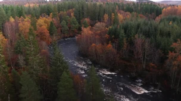 Flygdrönare Vajar Över Floden Rapids Skottland Hösten — Stockvideo