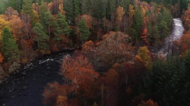 苏格兰秋天的河流急流空中无人机飞越盘 — 图库视频影像