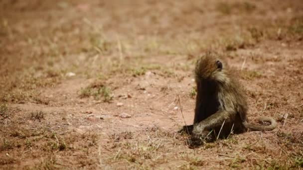 Pávián Élelem Után Kutatva Tanzániai Serengeti Nemzeti Parkban Kézben Tartott — Stock videók
