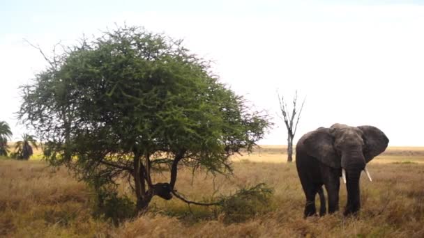 Jedzenie Słoni Parku Narodowym Serengeti Tanzania Handheld Wide Shot — Wideo stockowe