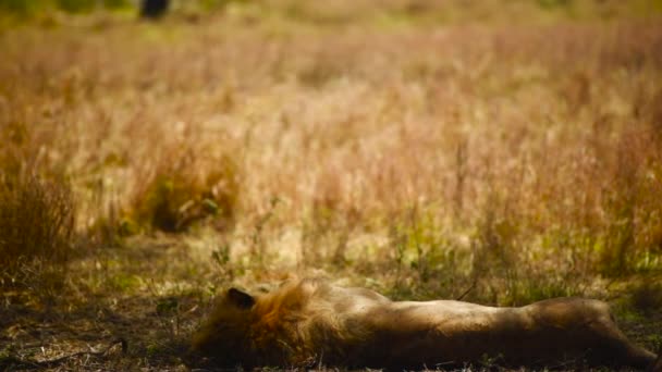 Gölgede Dinlenen Erkek Aslan Serengeti Milli Parkı Tanzanya Orta Boy — Stok video