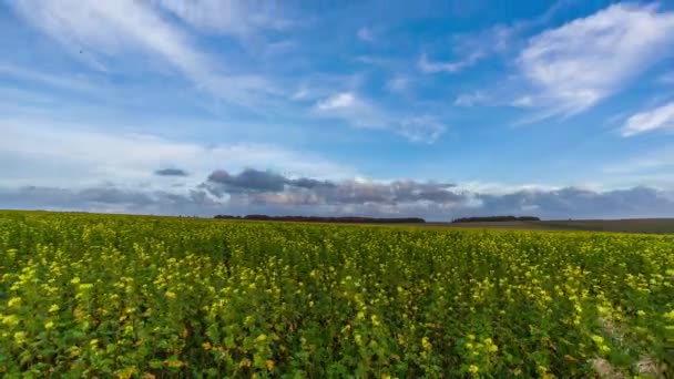 Timelapse Meadows Ancient Stone Monument Stonehenge England Reino Unido — Vídeo de stock