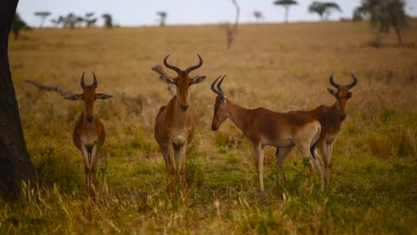 Tranquillo Gruppo Gazzelle Stand Guardarsi Intorno Pascolo Giallo Serengeti Tanzania — Video Stock
