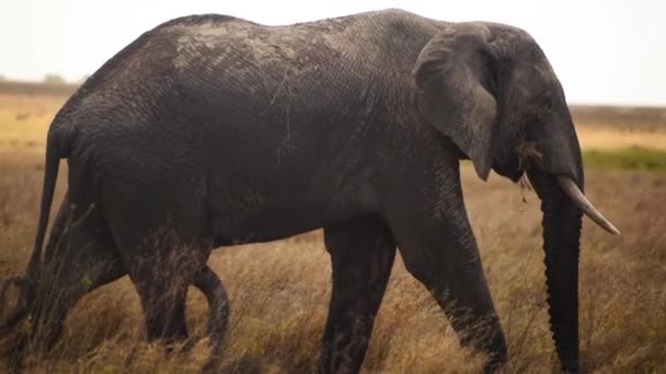 Tracking Shot Elephant Walking Alone Savannah Serengeti — Vídeos de Stock