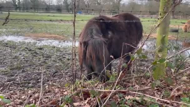 Middelbrede Opname Van Een Bruine Shetland Pony Een Veld Een — Stockvideo