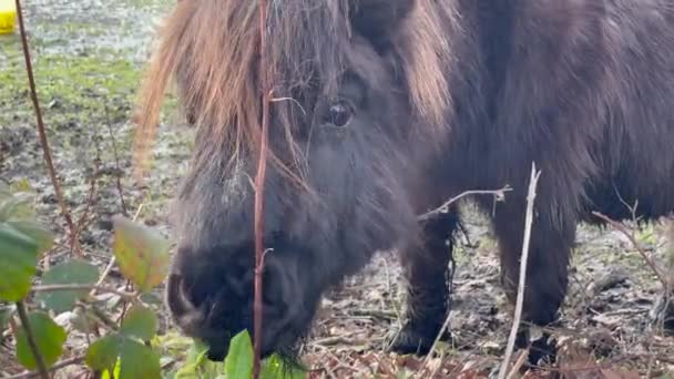 冬日里 一只棕色的小马驹在地上的树叶间搜寻草叶 拍下了它的合影 — 图库视频影像