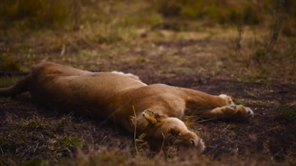 在树荫下安安静静地睡觉的母狮的近照 Gimbal — 图库视频影像