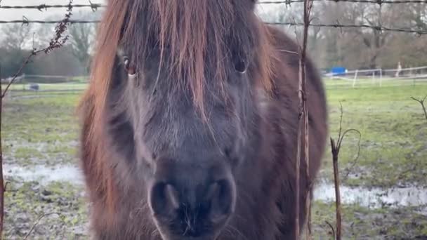 明るい冬の日にシェトランドのポニーの草を食べるの閉鎖ショット — ストック動画