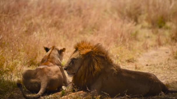 León Leona Sentada Levanta Paseos Vida Silvestre Serengeti Tanzania Día — Vídeos de Stock