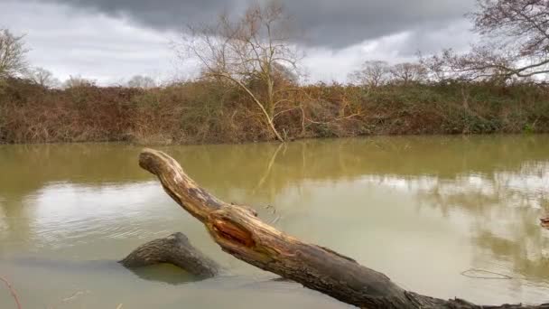 Paesaggio Girato Guardando Attraverso Fiume Torbido Giorno Inverno Con Legno — Video Stock