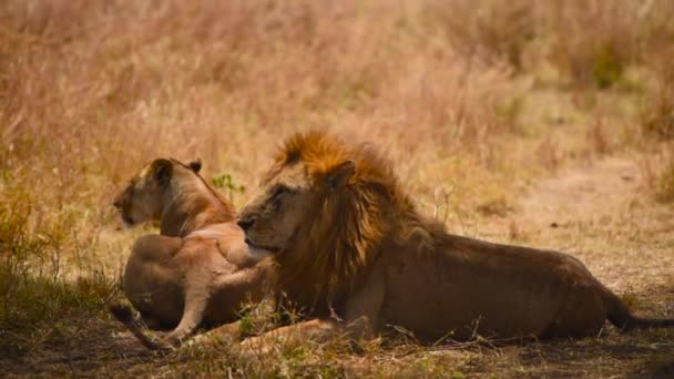 ライオンと雌ライオンの木の影の下で休む ジンバルショット — ストック動画