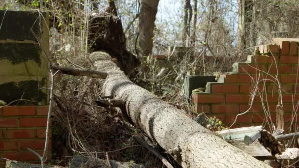 放棄された建物の中に落ちた木 — ストック動画