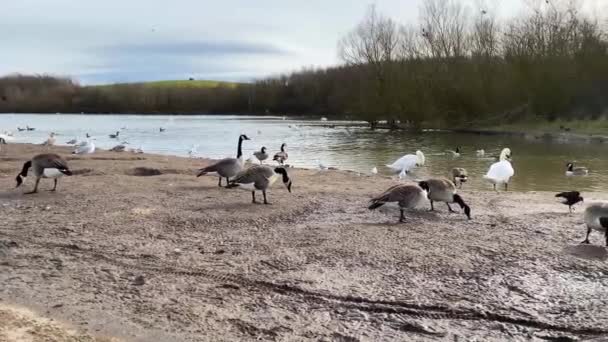 公園の湖の隣の泥の中をガチョウや白鳥が歩いている — ストック動画