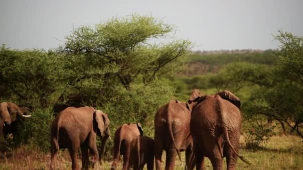 Stado Afrykańskich Słoni Krzaczastych Serengeti Tanzania Szeroka Patelnia Prawo — Wideo stockowe
