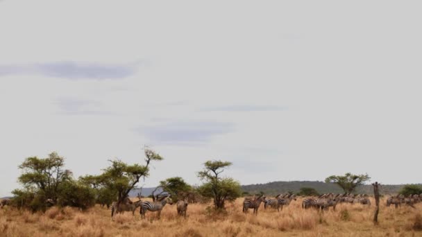 Manada Cebra Grant Las Llanuras Del Serengeti Tanzania Gran Alcance — Vídeo de stock