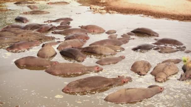 Group Hippos Resting Shallow Water Serengeti Tanzania Wide Shot — Stock Video