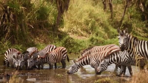 Herd Grant Zebra Dricksvatten Serengeti Tanzania Medium Shot — Stockvideo