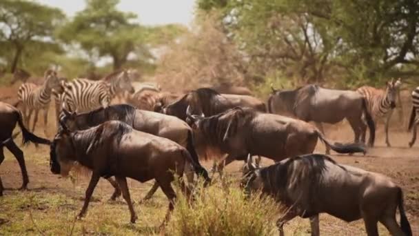 Gnu Herde Und Grant Zebra Serengeti Tansania Mittlerer Schuss — Stockvideo