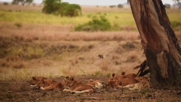 Pride Lions Resting Shade Tree Serengeti Tanzania Wide Shot — Stock Video