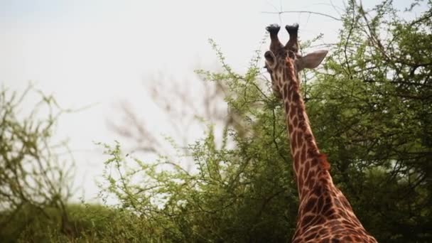 Una Giraffa Masai Che Nutre Foglie Acacia Serengeti Tanzania Tiro — Video Stock