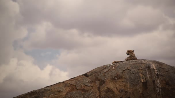Στατική Λήψη Του Cheetah Στηρίζεται Στην Κορυφή Του Βράχου Συννεφιασμένη — Αρχείο Βίντεο