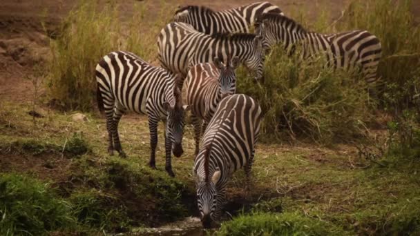 Gimbal Tiro Bolsas Zebra Rebanho Uma Água Potável Lagoa — Vídeo de Stock