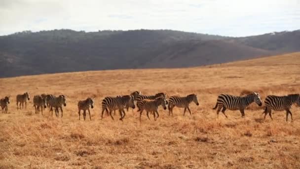 Grupo Cebras Cruzando Parque Nacional Serengeti Tanzania Disparo Mano — Vídeo de stock